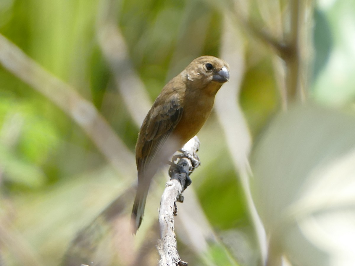White-bellied Seedeater - ML610926823