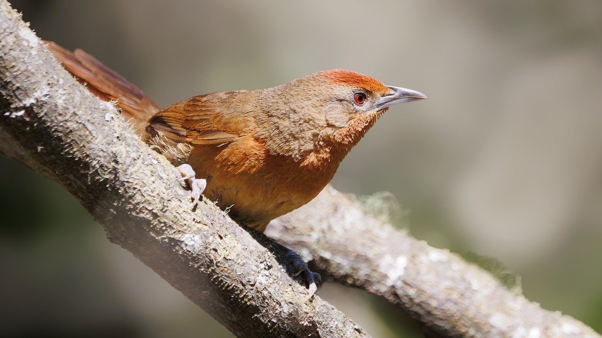 Orange-breasted Thornbird - Jorge Chamorro