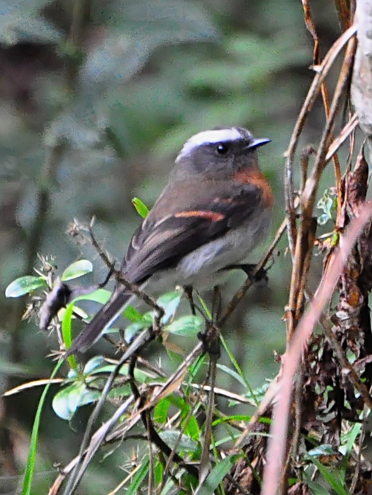 Rufous-breasted Chat-Tyrant - ML610926917
