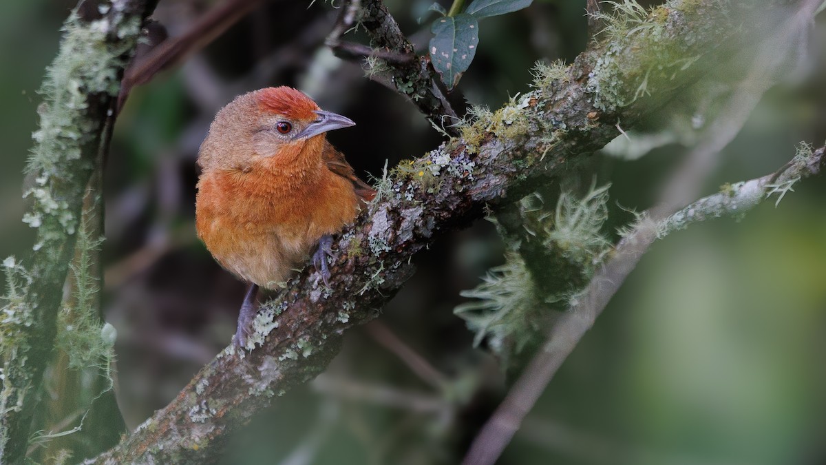 Orange-breasted Thornbird - ML610926937