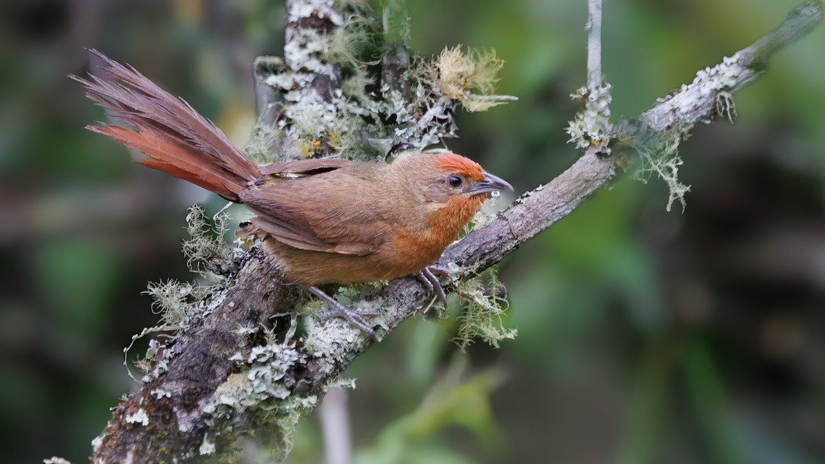 Orange-breasted Thornbird - Jorge Chamorro