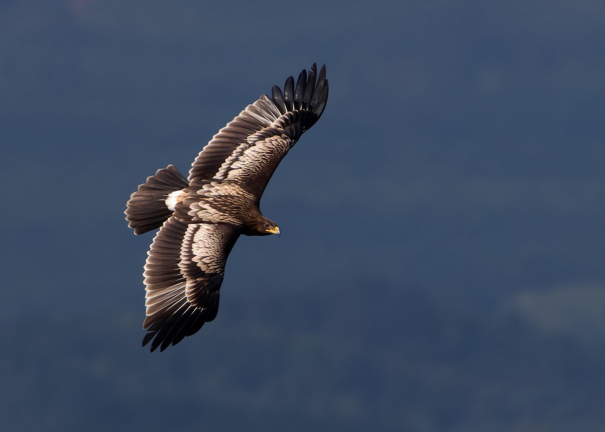 Greater Spotted Eagle - ML610927020