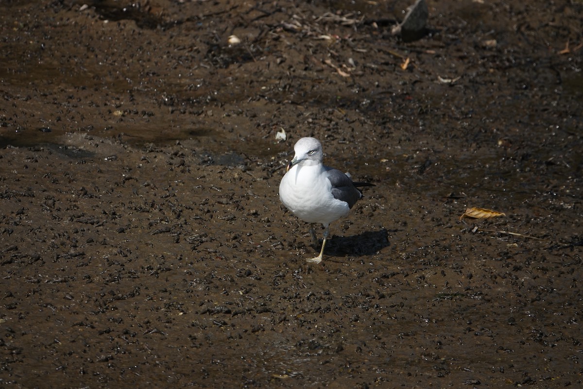 Black-tailed Gull - ML610927199