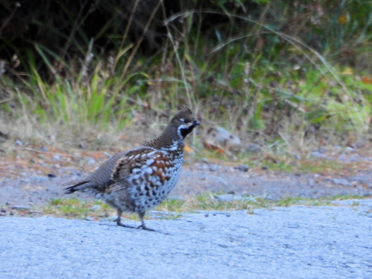 eBird Checklist - 29 Oct 2023 - Belmeken Reservoir - 21 species