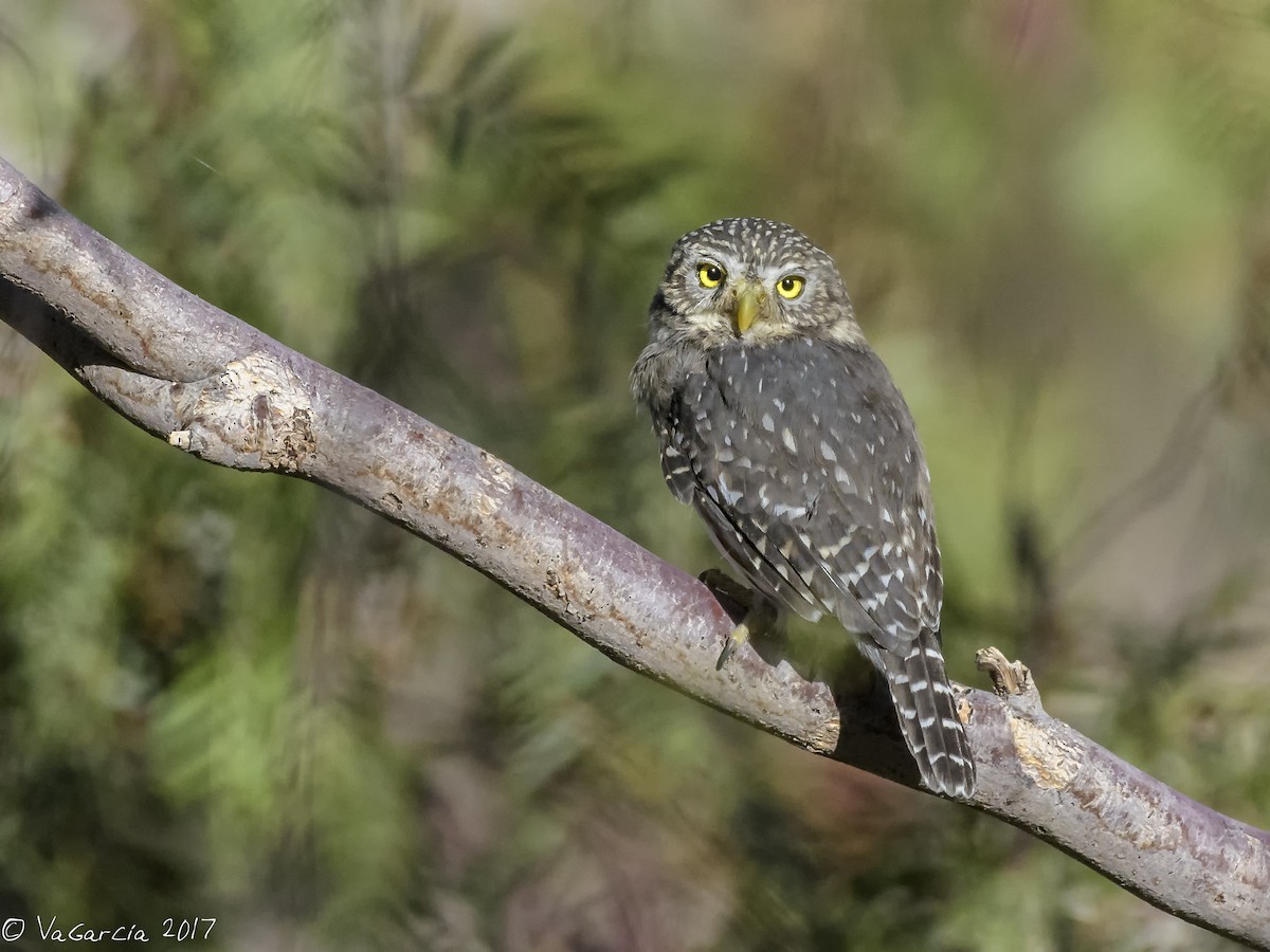 Peruvian Pygmy-Owl - VERONICA ARAYA GARCIA