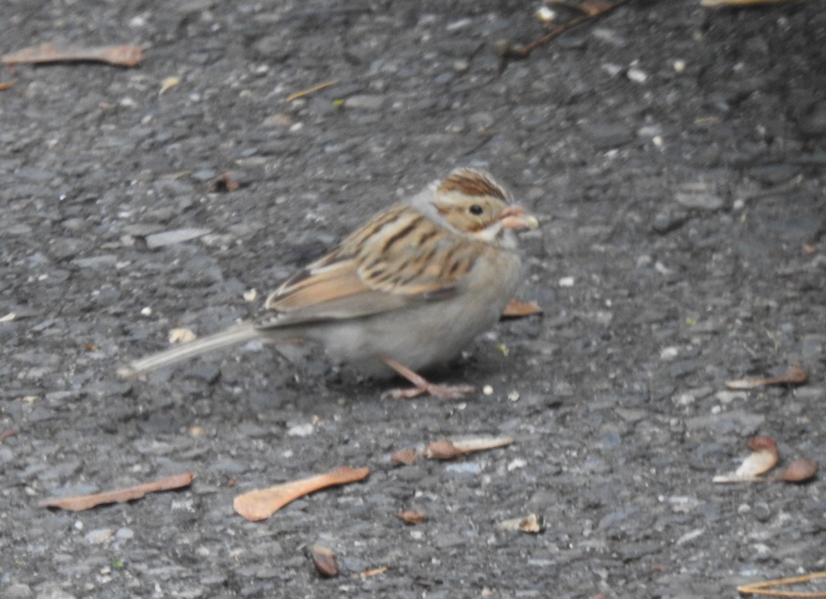 Clay-colored Sparrow - ML610927655