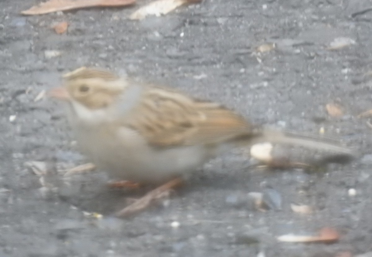 Clay-colored Sparrow - ML610927659