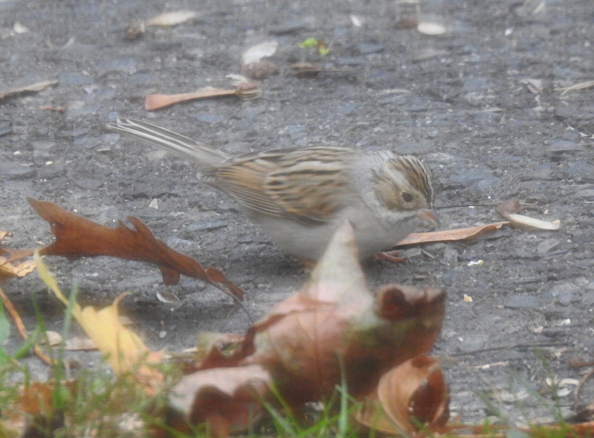 Clay-colored Sparrow - ML610927662