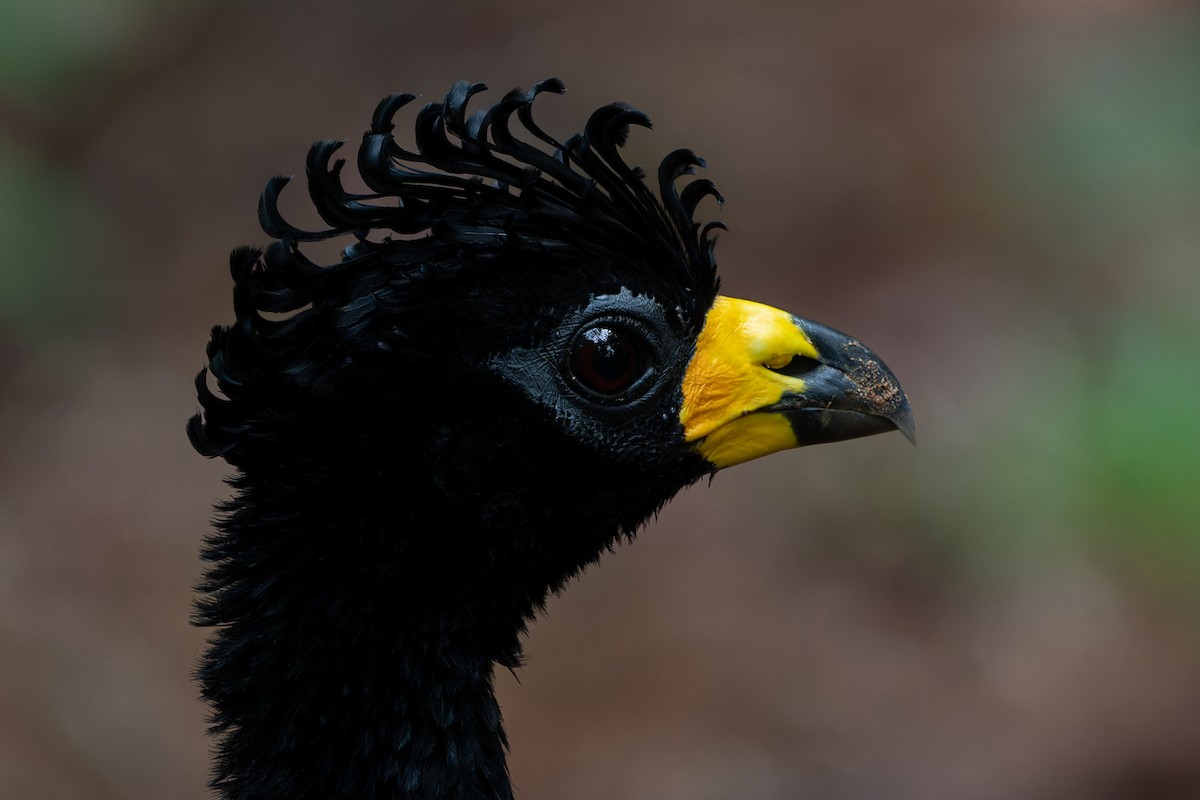 Bare-faced Curassow - ML610927904