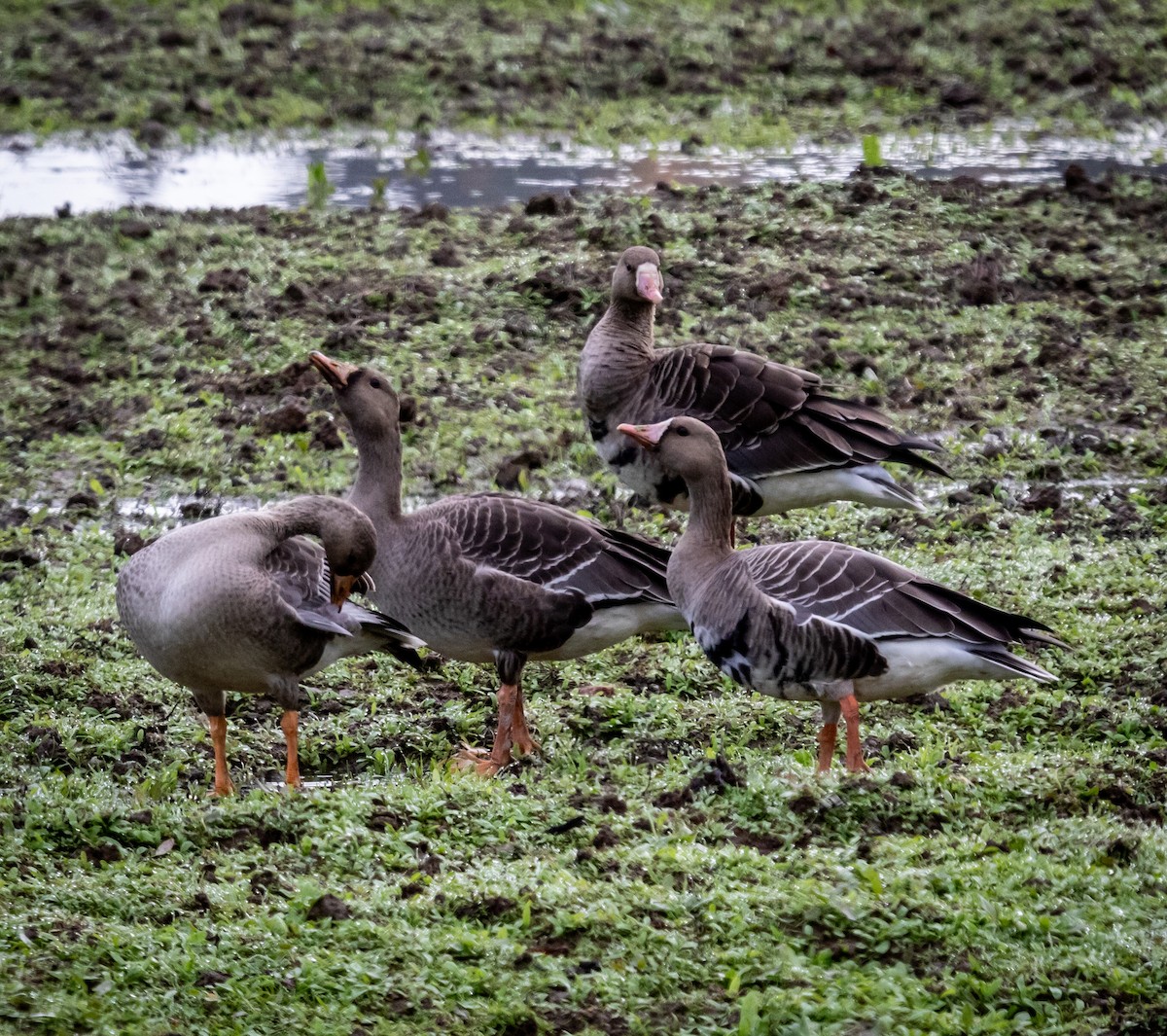 Greater White-fronted Goose - ML610927930