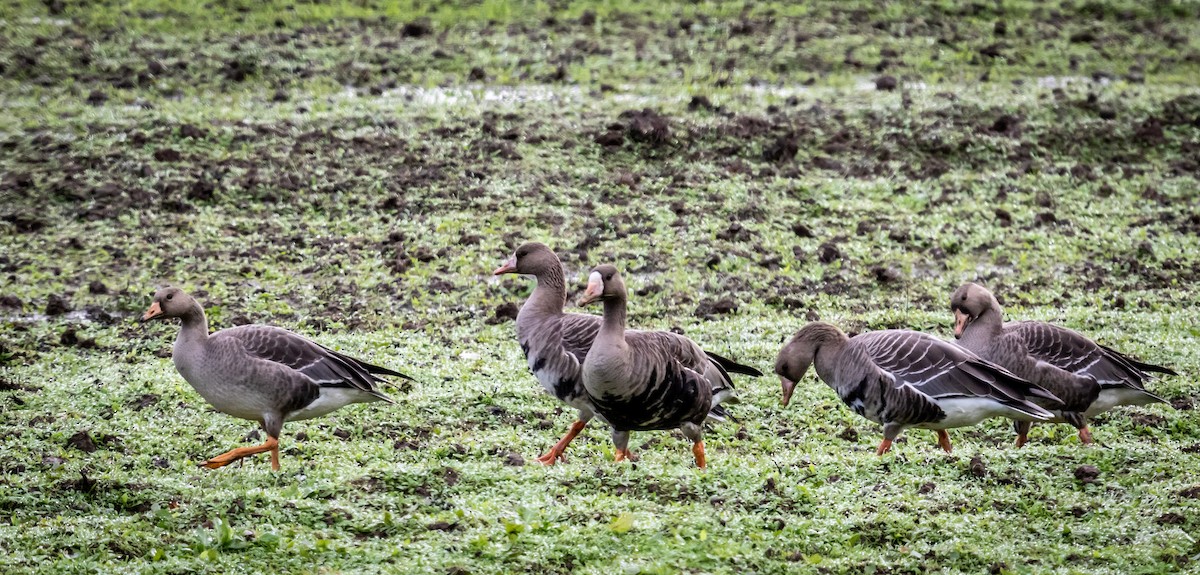 Greater White-fronted Goose - ML610927931