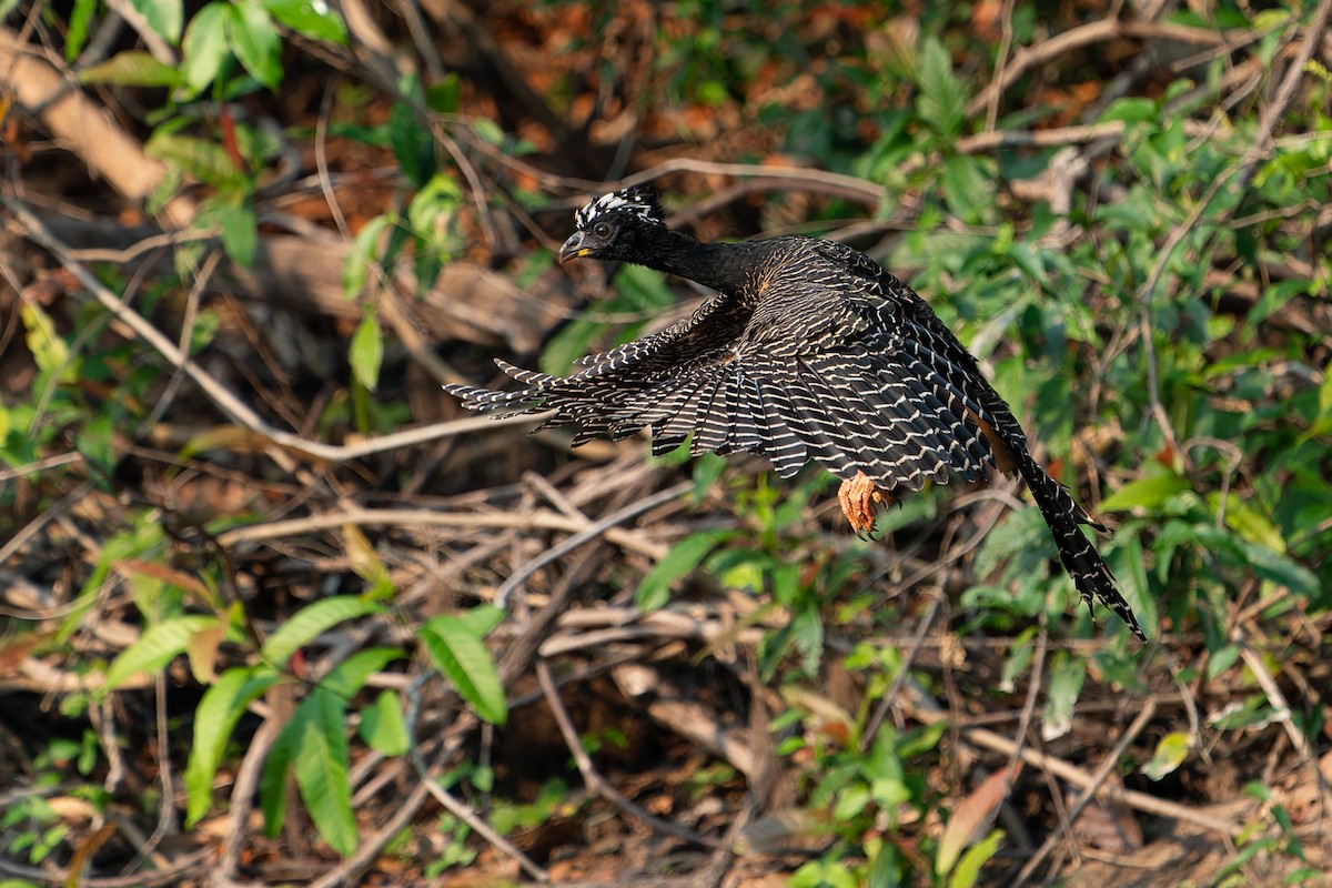 Bare-faced Curassow - ML610927964