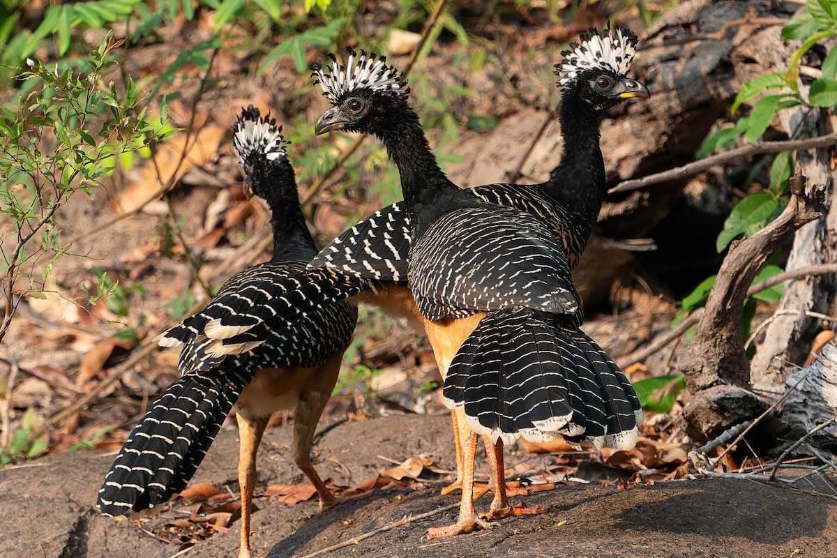 Bare-faced Curassow - ML610927965