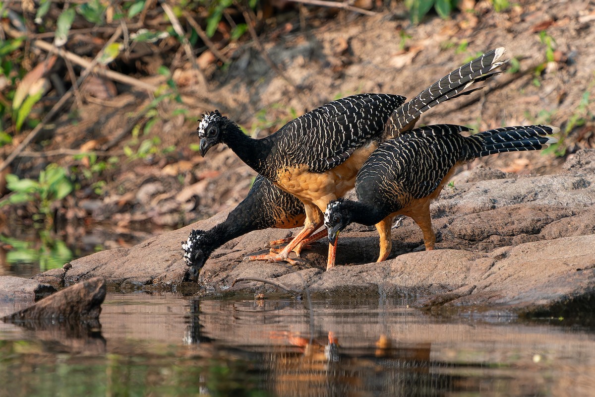 Bare-faced Curassow - ML610927967