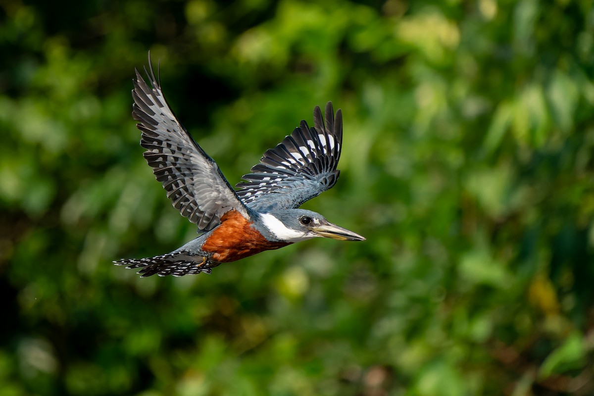 Ringed Kingfisher - Joao Quental JQuental
