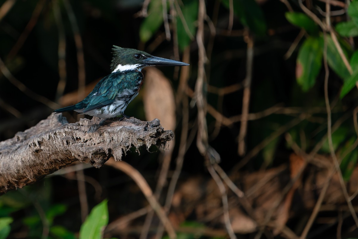 Amazon Kingfisher - Joao Quental JQuental
