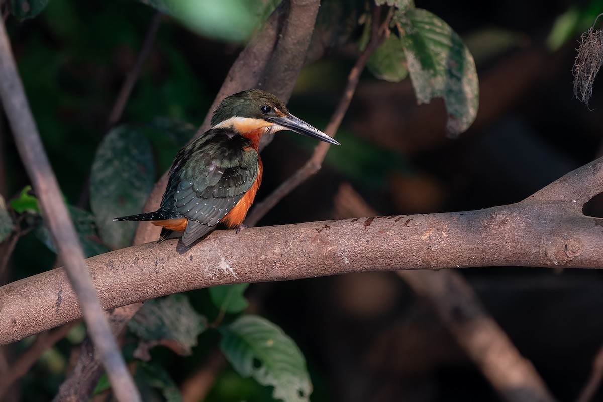 Green-and-rufous Kingfisher - ML610928018