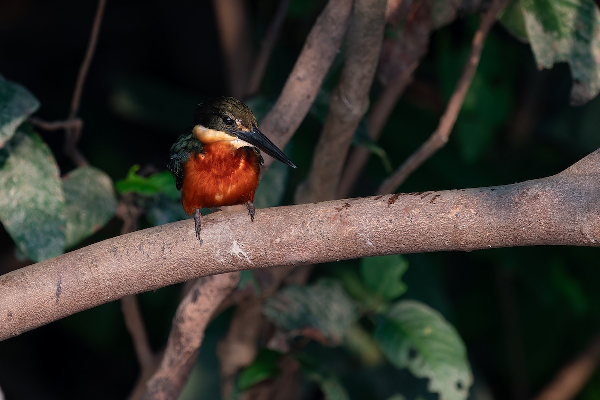 Green-and-rufous Kingfisher - Joao Quental JQuental