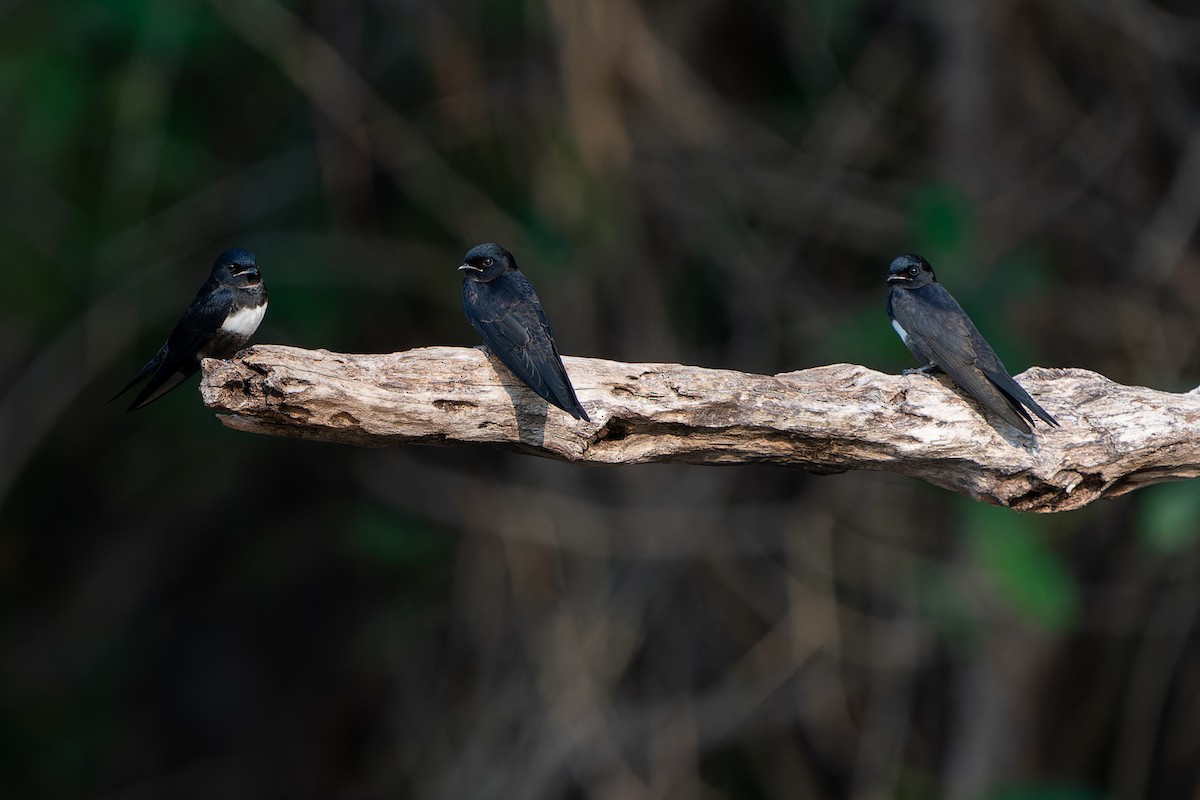 White-banded Swallow - Joao Quental JQuental