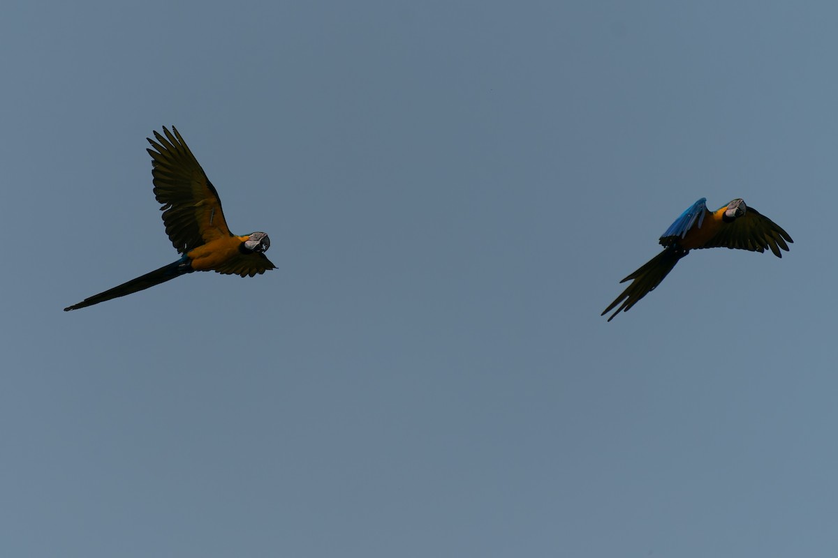 Blue-and-yellow Macaw - ML610928051