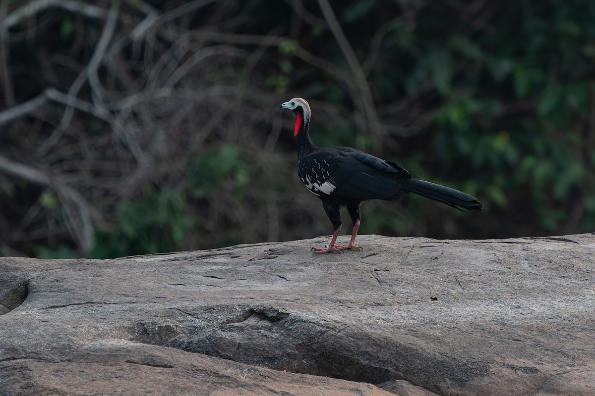 Red-throated Piping-Guan - Joao Quental JQuental