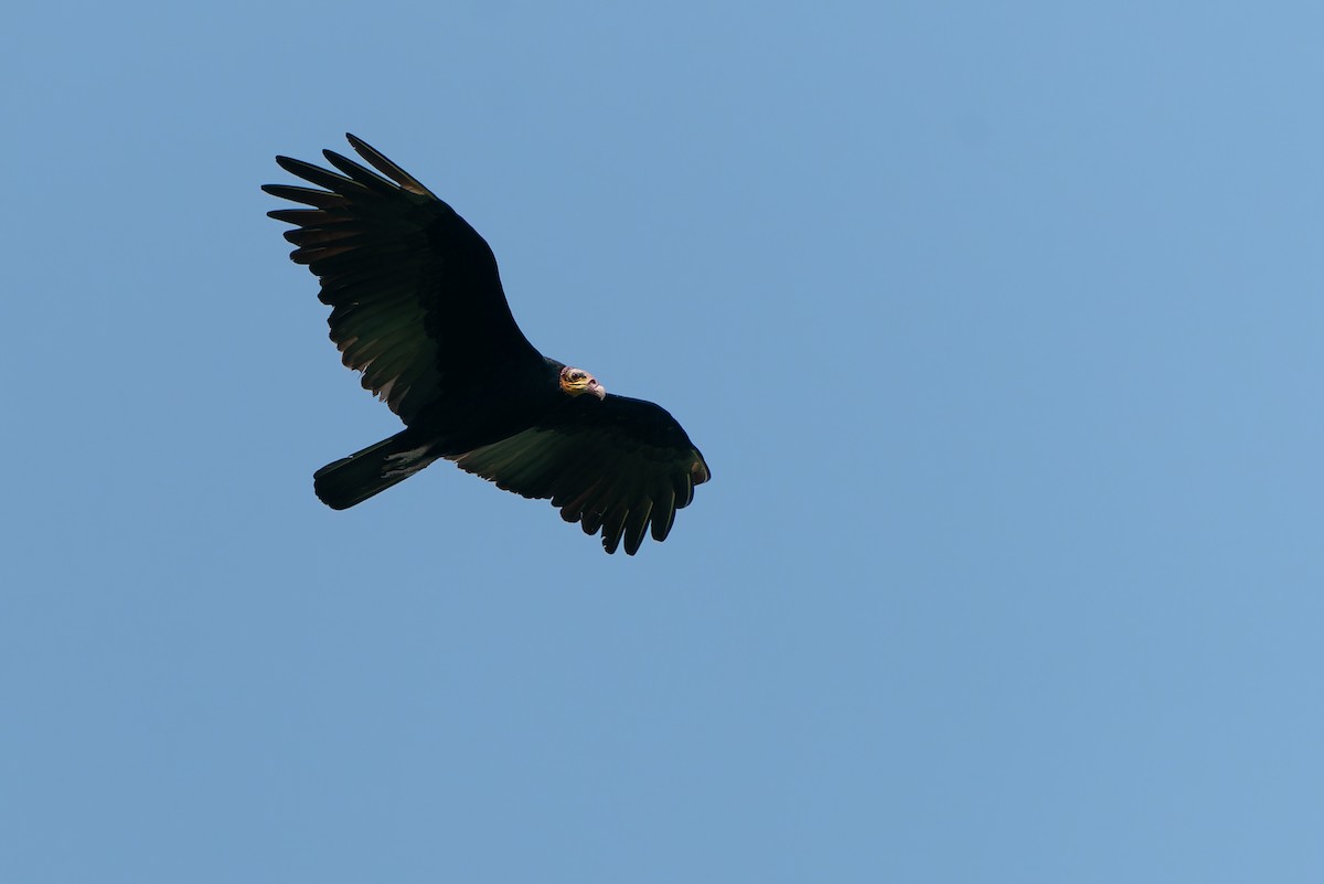 Greater Yellow-headed Vulture - Joao Quental JQuental