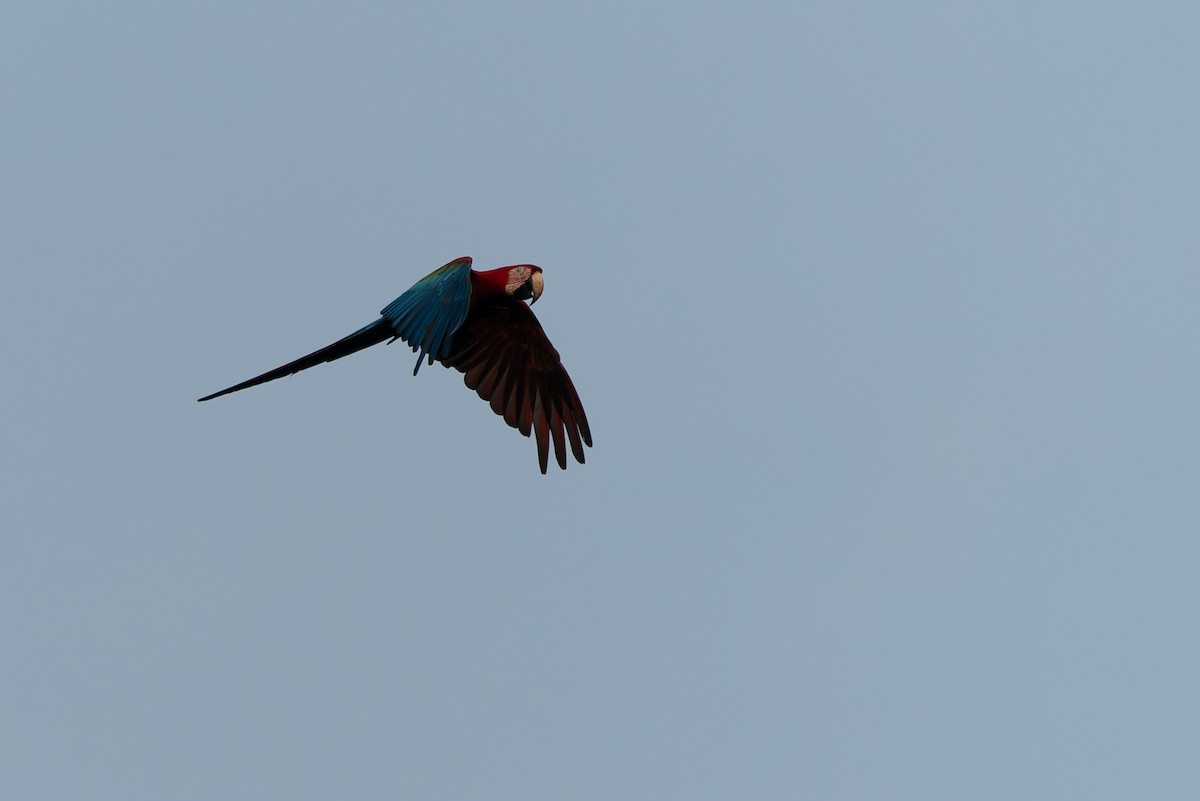 Scarlet Macaw - ML610928194