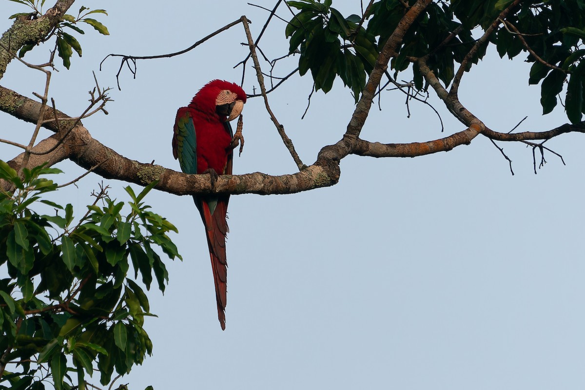 Scarlet Macaw - ML610928195