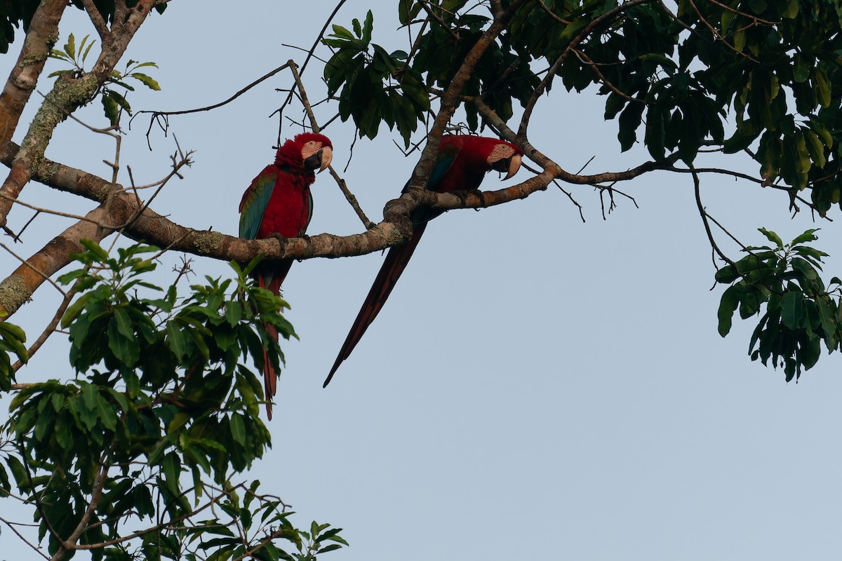Scarlet Macaw - ML610928196
