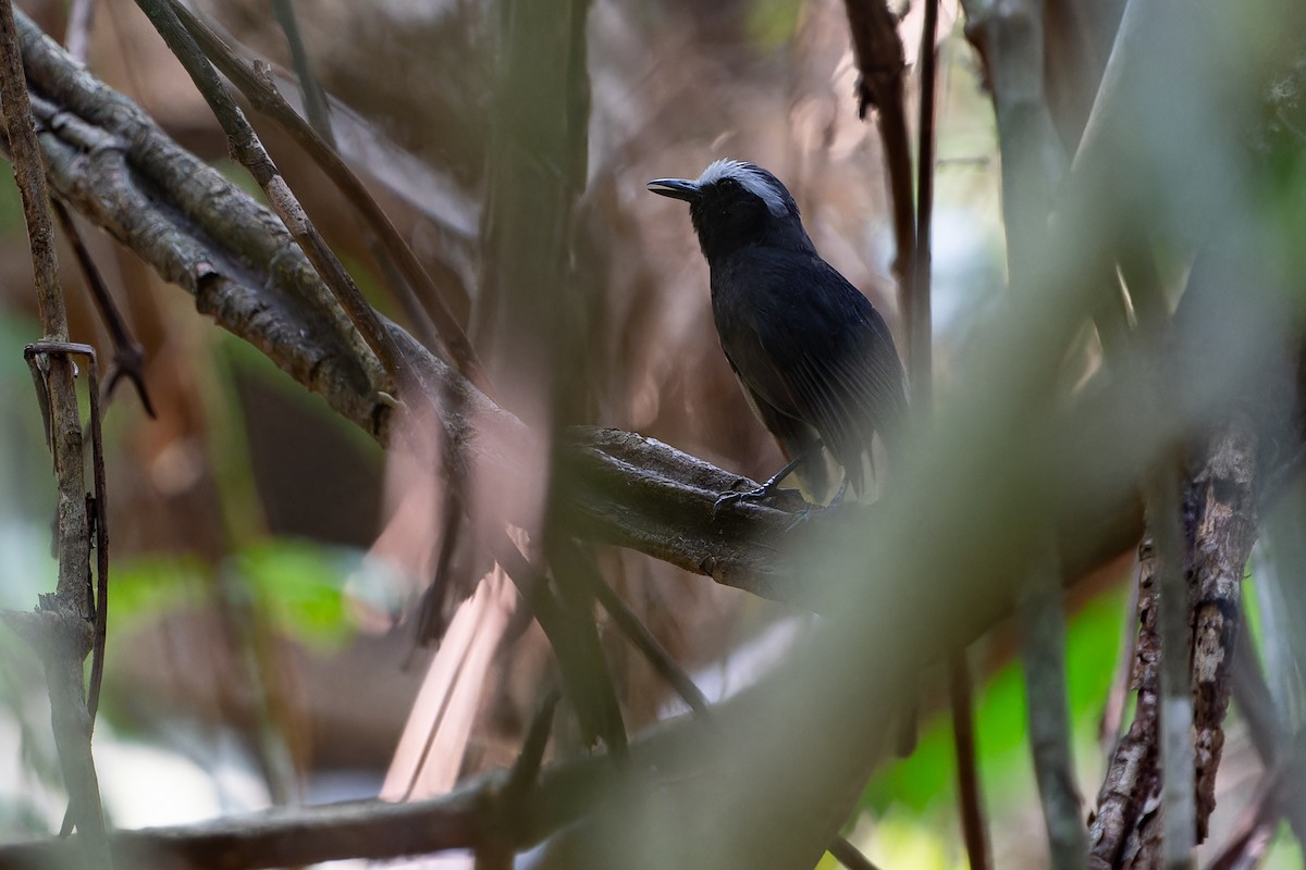 White-browed Antbird - Joao Quental JQuental