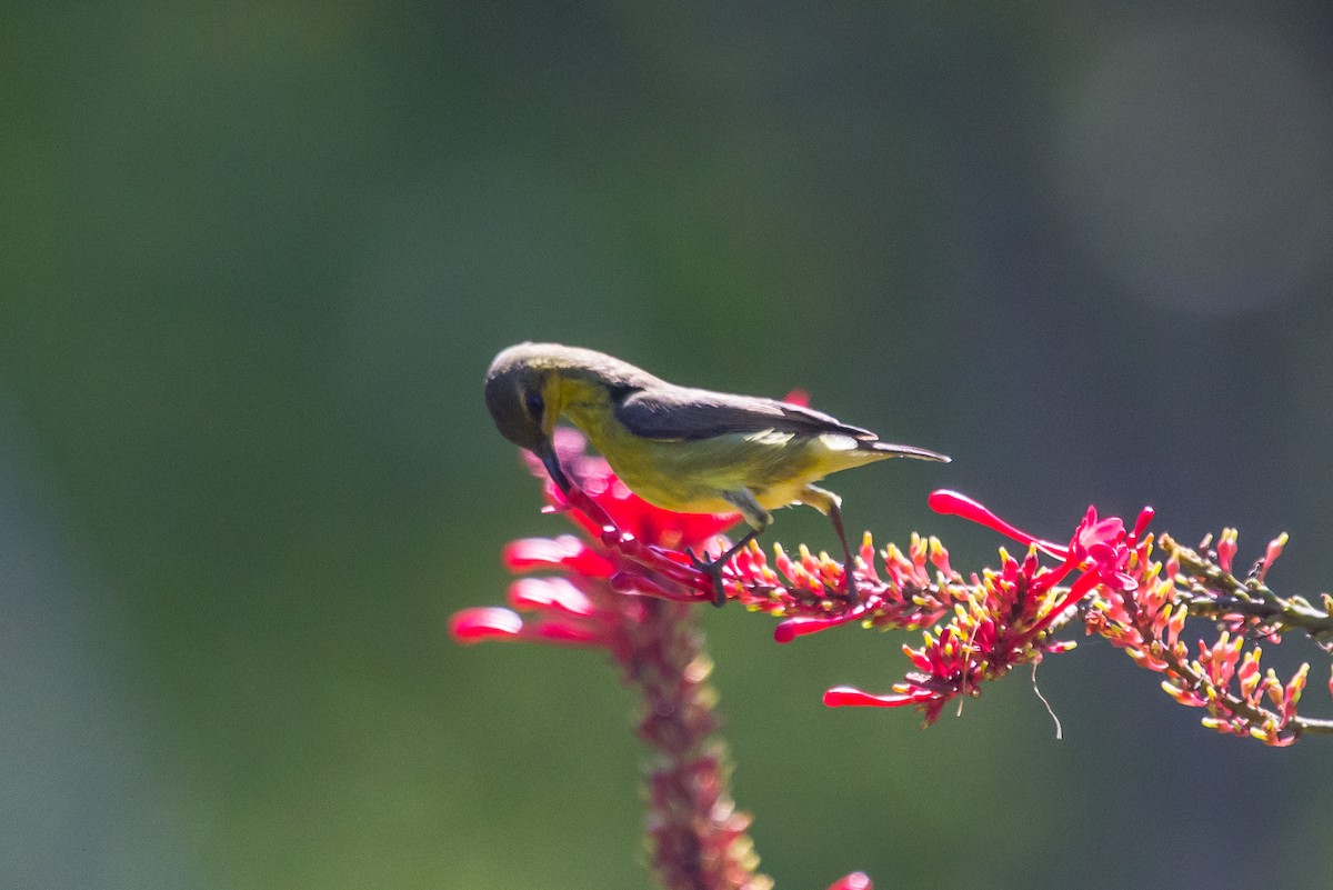 Ornate Sunbird - Rail Whisperer