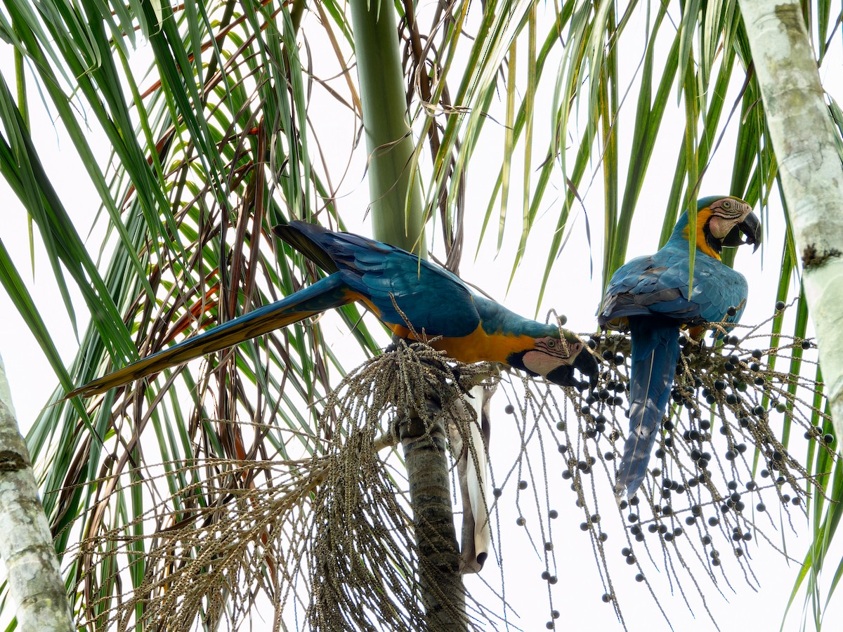 Blue-and-yellow Macaw - ML610928278