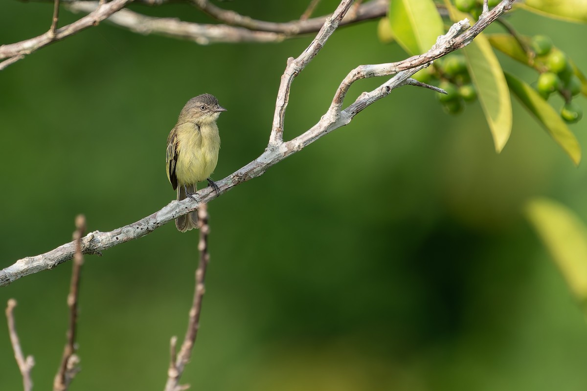 Slender-footed Tyrannulet - Joao Quental JQuental