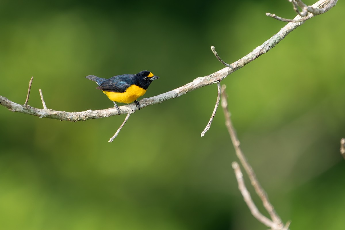 White-vented Euphonia - Joao Quental JQuental