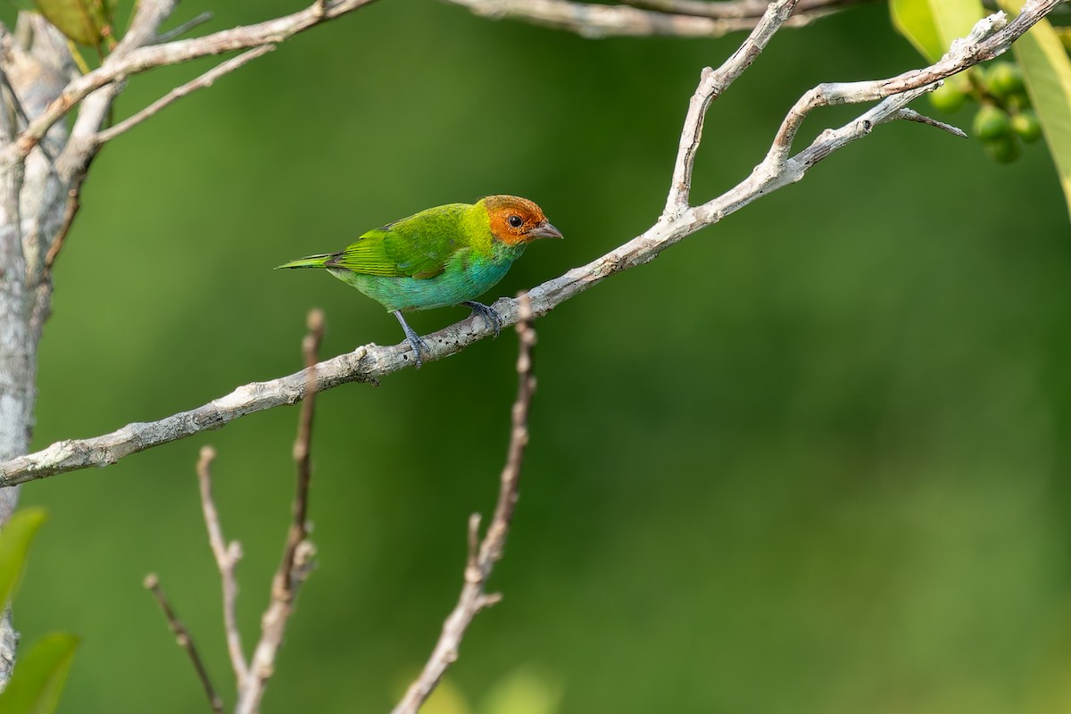 Bay-headed Tanager - ML610928510