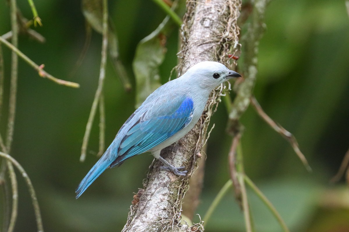 Blue-gray Tanager (Blue-gray) - ML610928616