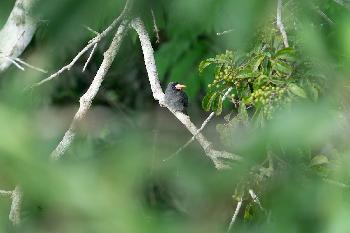 White-fronted Nunbird - Joao Quental JQuental