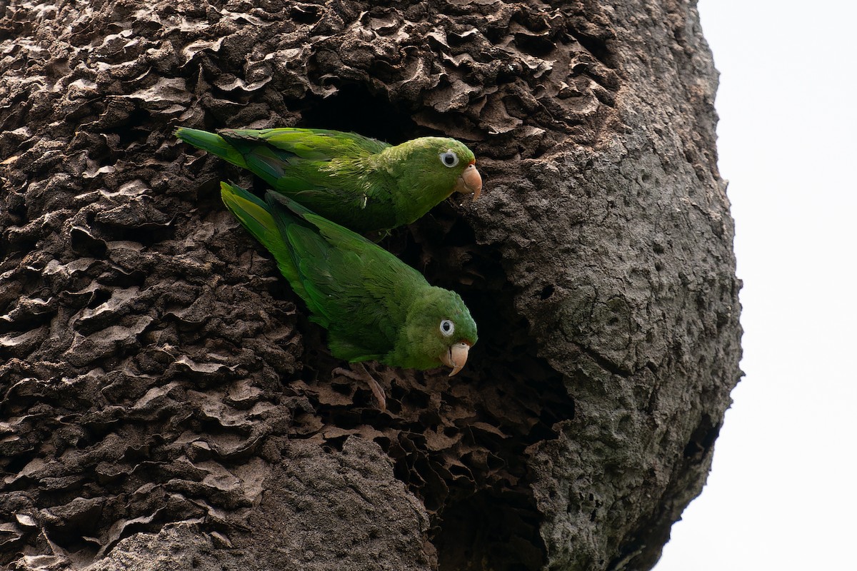 Golden-winged Parakeet - Joao Quental JQuental