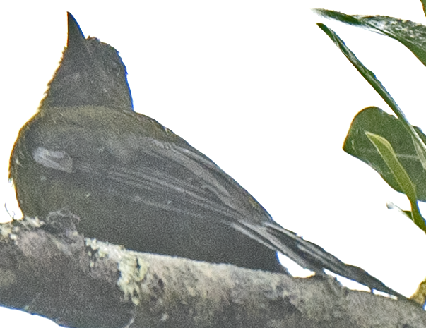 Gray-winged Cotinga - johnny powell