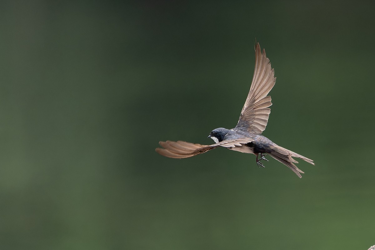 Black-collared Swallow - Joao Quental JQuental