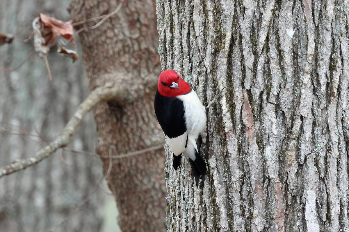 Red-headed Woodpecker - ML610928828