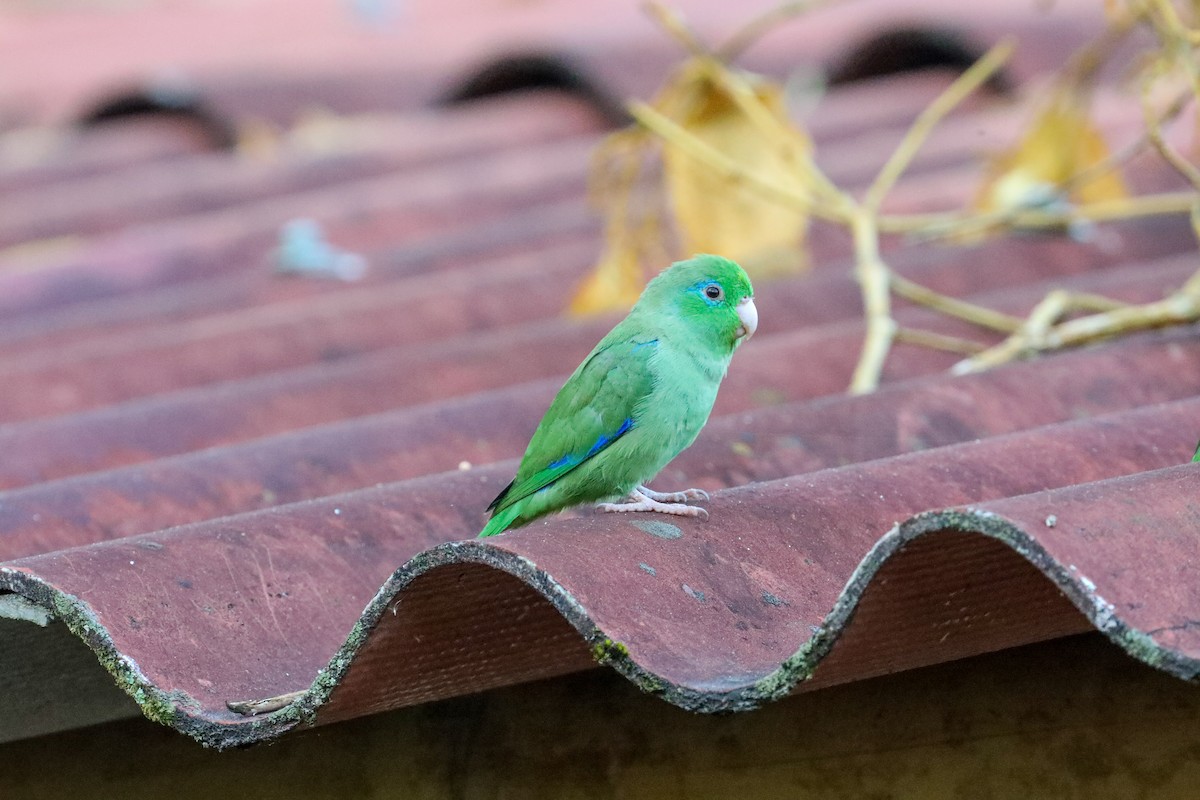 Spectacled Parrotlet - ML610928938