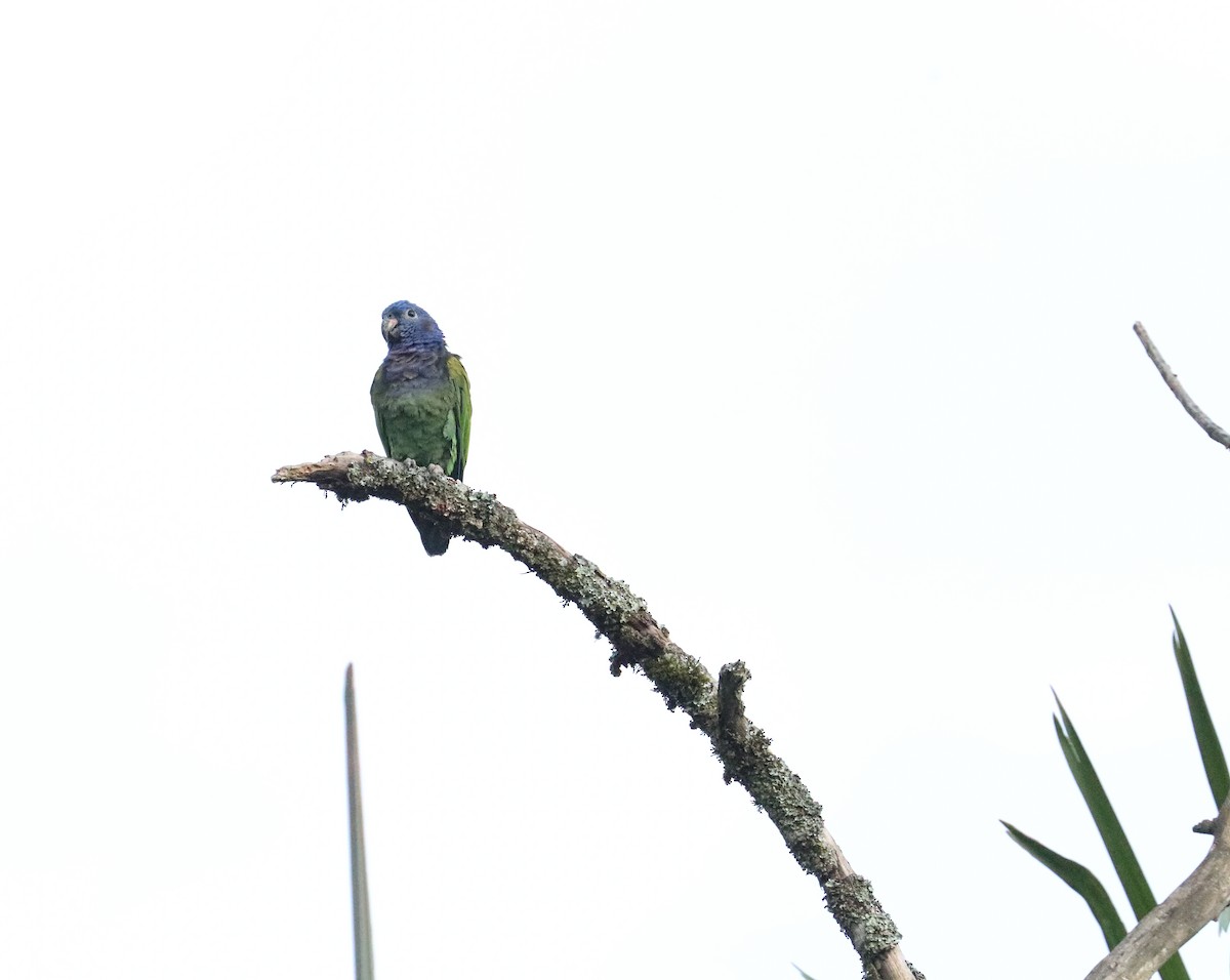 Blue-headed Parrot - ML610928954