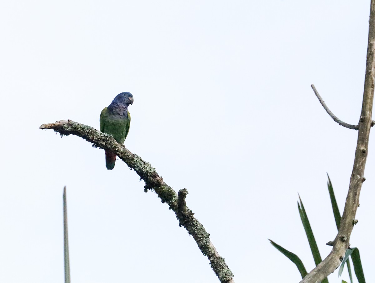 Blue-headed Parrot - ML610928955