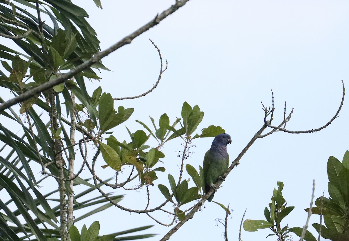 Blue-headed Parrot - ML610928956
