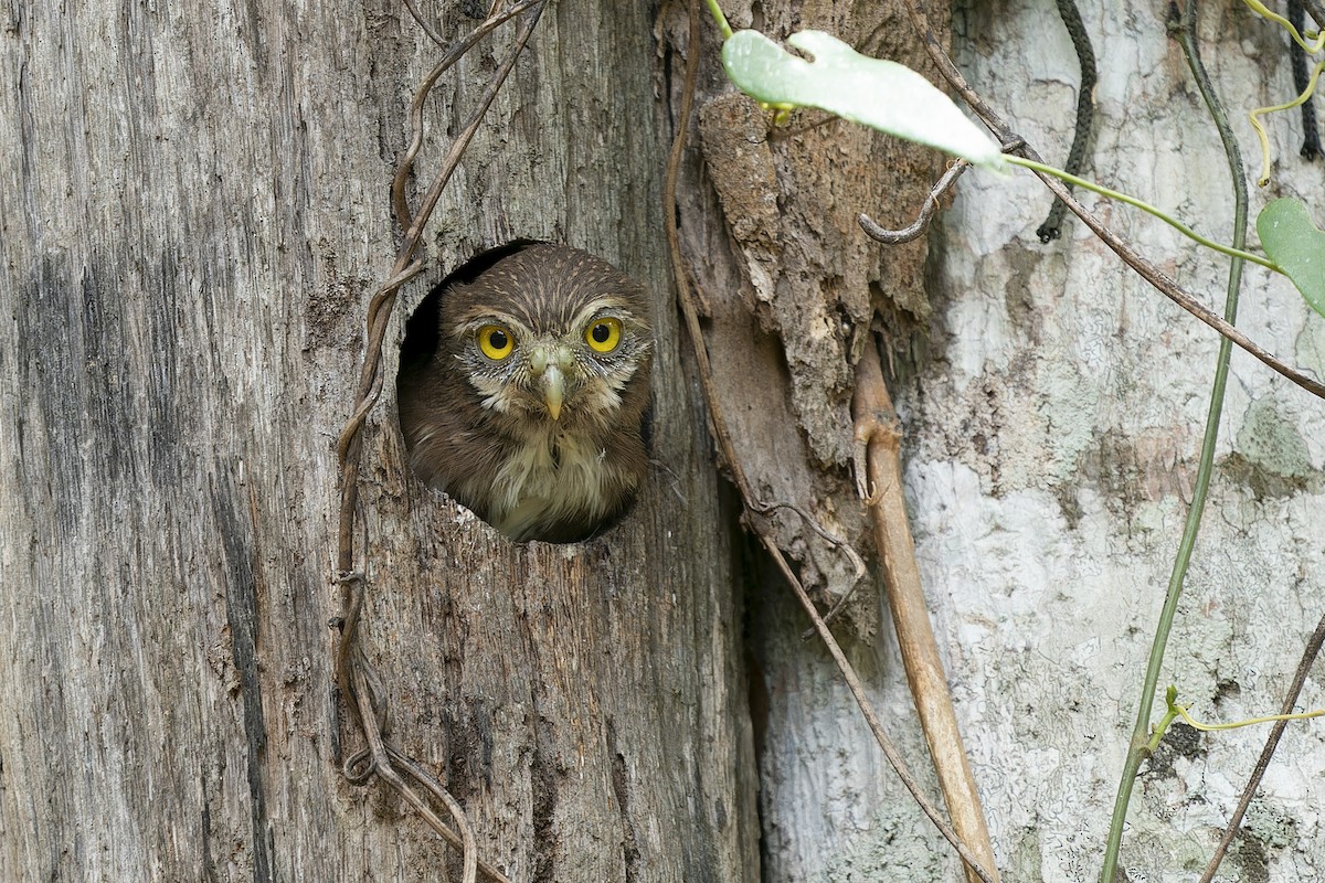 Ferruginous Pygmy-Owl - ML610928980