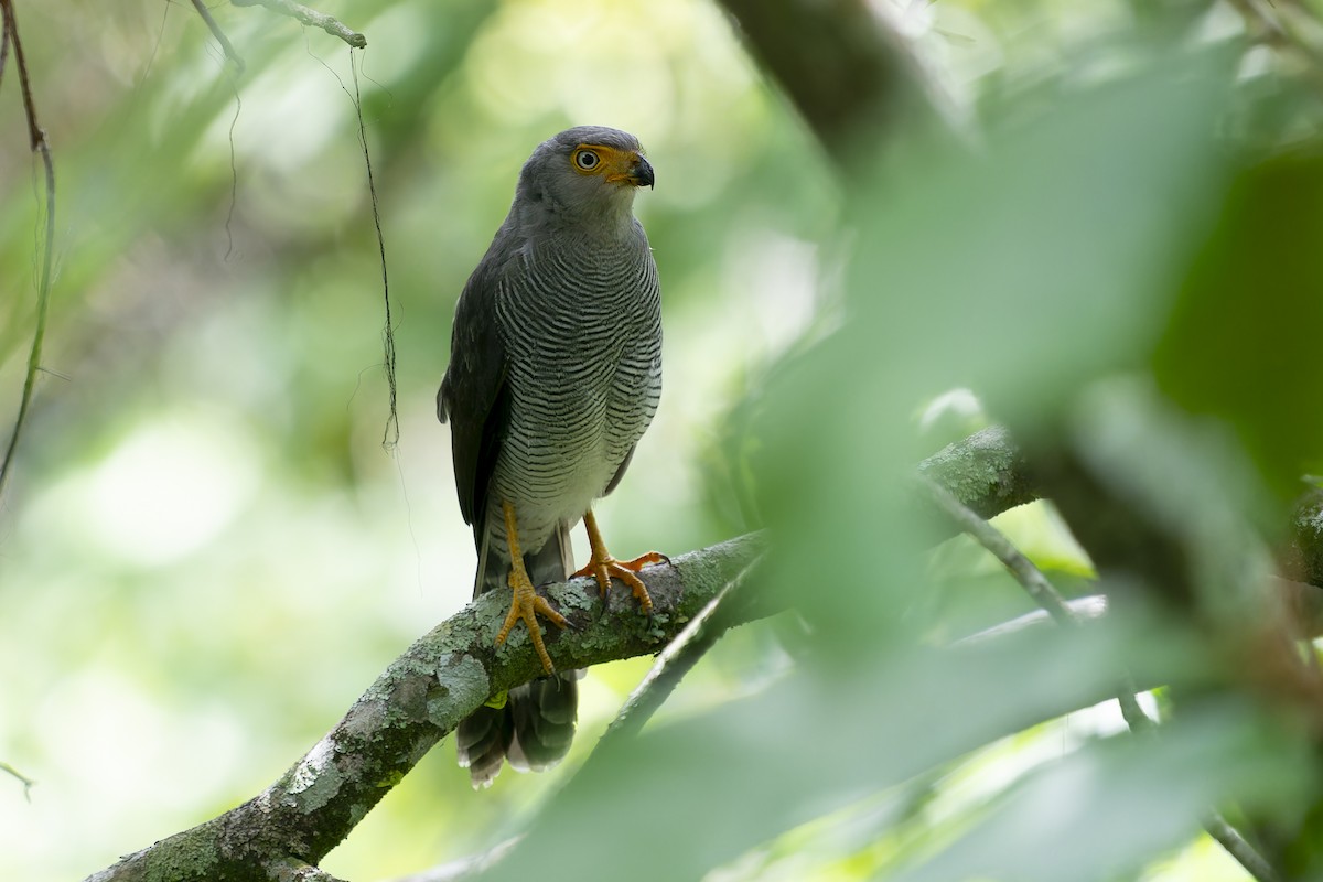 Barred Forest-Falcon - Joao Quental JQuental