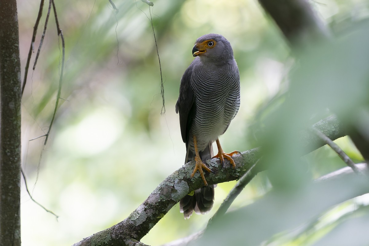 Barred Forest-Falcon - Joao Quental JQuental