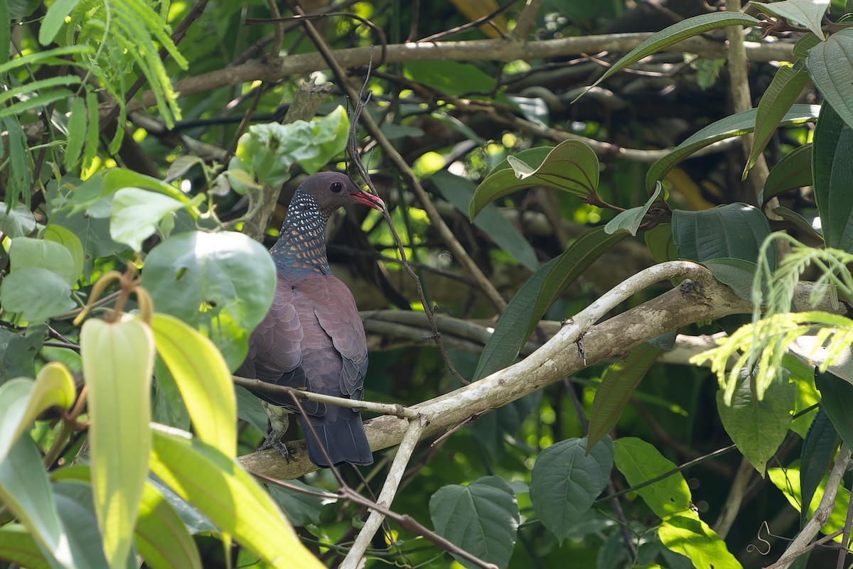 Scaled Pigeon - ML610929015