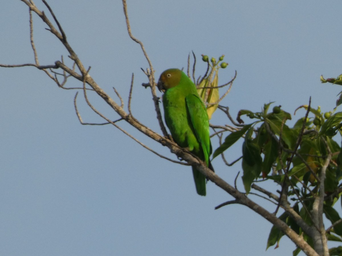 Red-cheeked Parrot - ML610929229